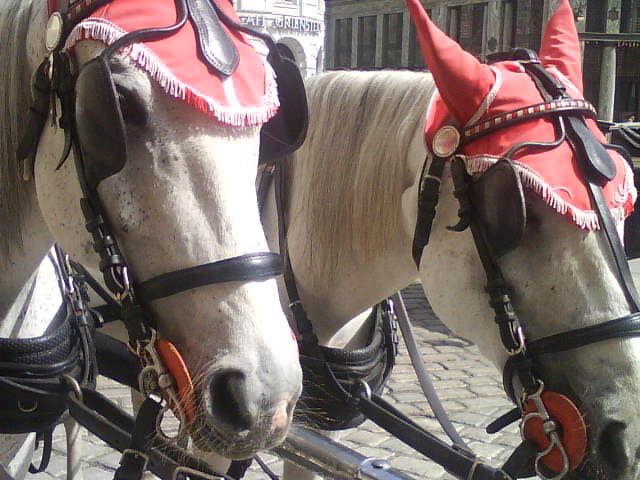 DSC02212.JPG